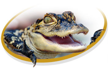 Archie the American Alligator - Zoo To You Cast of Animals