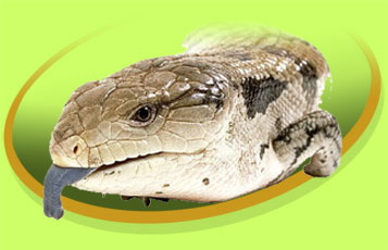 Blue the Blue-Tongued Skink - Zoo To You Cast of Animals