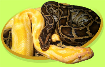 Dolly the Burmese Python - Zoo To You Cast of Animals
