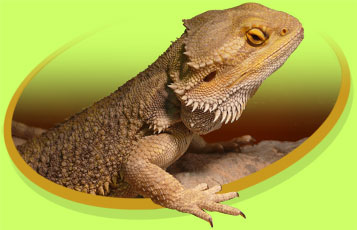 Dudley the Bearded Dragon - Zoo To You Cast of Animals