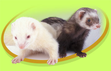 Duncan the Ferret - Zoo To You Cast of Animals