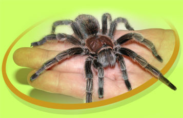 Edward the Rose Hair Tarantula - Zoo To You Cast of Animals