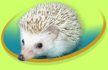 Ernie the African Pygmy Hedgehog - Zoo To You Cast of Animals