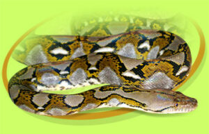 Dwarf Reticulated Python