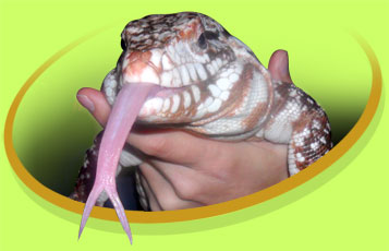 Gertie the Red Tegu - Zoo To You Cast of Animals