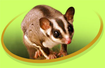 Gizmo the Sugar Glider - Zoo To You Cast of Animals