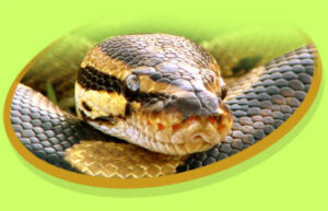 Ball Python