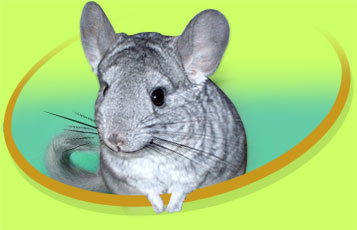 Lucy the Chinchilla - Zoo To You Cast of Animals