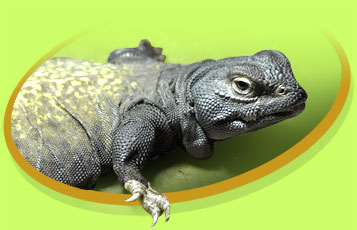 Manny the Mali Uromastyx - Zoo To You Cast of Animals