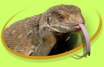 Mork the Savannah Monitor - Zoo To You Cast of Animals