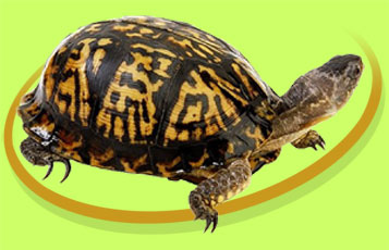 Neenah the Eastern Box Turtle - Zoo To You Cast of Animals