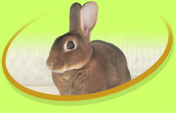 Snowball the Mini Rex "Velveteen" Rabbit - Zoo To You Cast of Animals