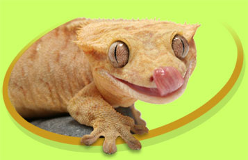 Springer the Crested Gecko - Zoo To You Cast of Animals