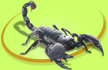 Sting the Emperor Scorpion - Zoo To You Cast of Animals