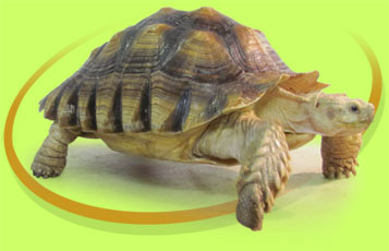 Thomas the African Spurred Tortoise - Zoo To You Cast of Animals