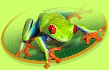 Treekah the Red Eyed Tree Frog - Zoo To You Cast of Animals