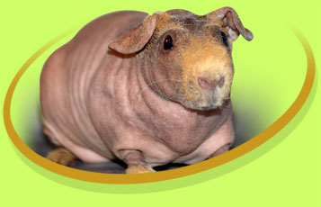 Zsa Zsa the House Hippo - Zoo To You Cast of Animals