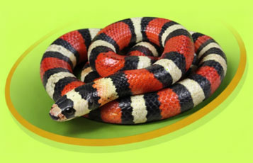Pueblan Milk Snake - Zoo To You Cast of Animals